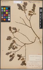 Salix aurita L. x Salix starkeana Willd.